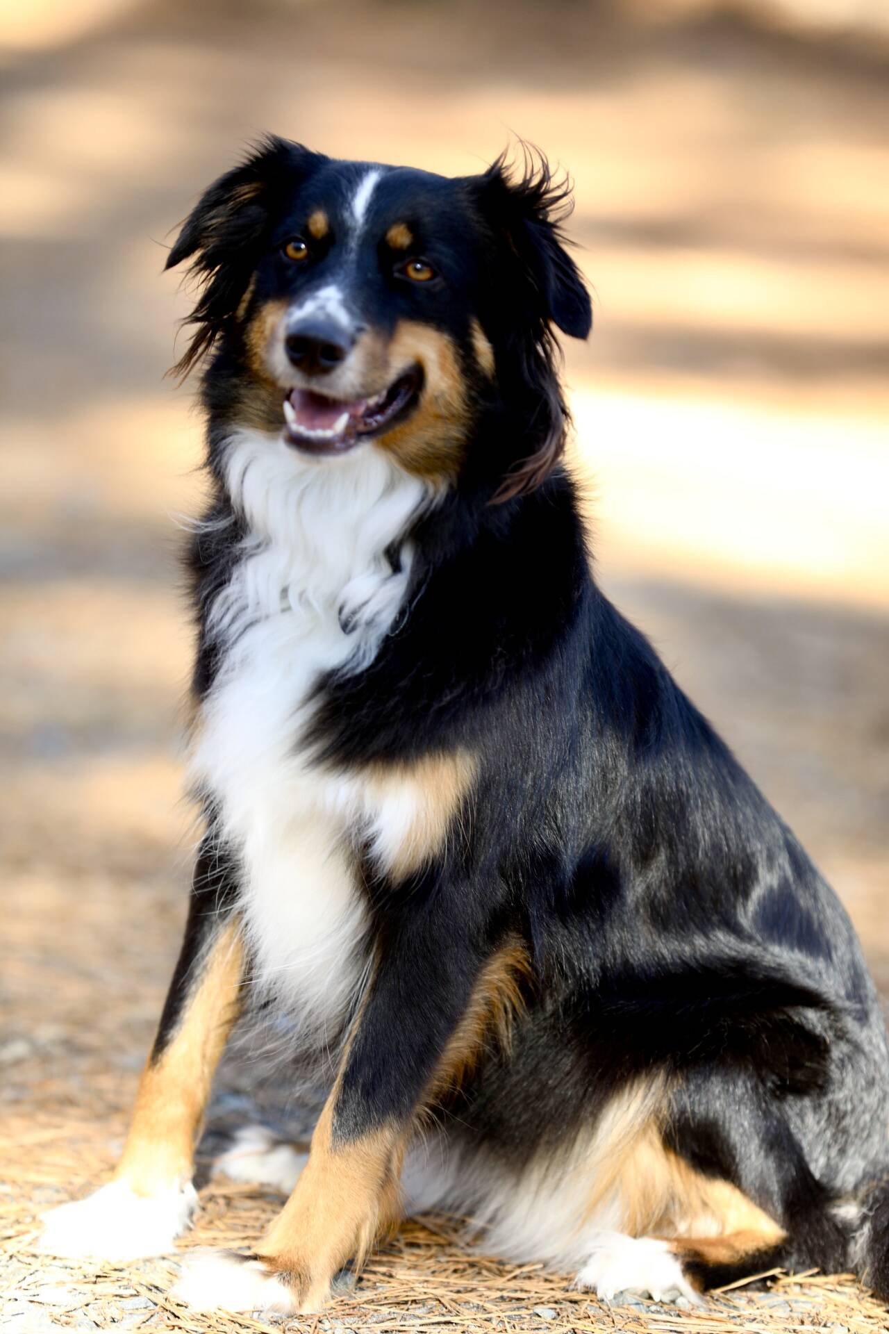 Kira, an Australian Shepherd, sitting attentively outdoors on a sunlit trail, ears up and looking at the camera