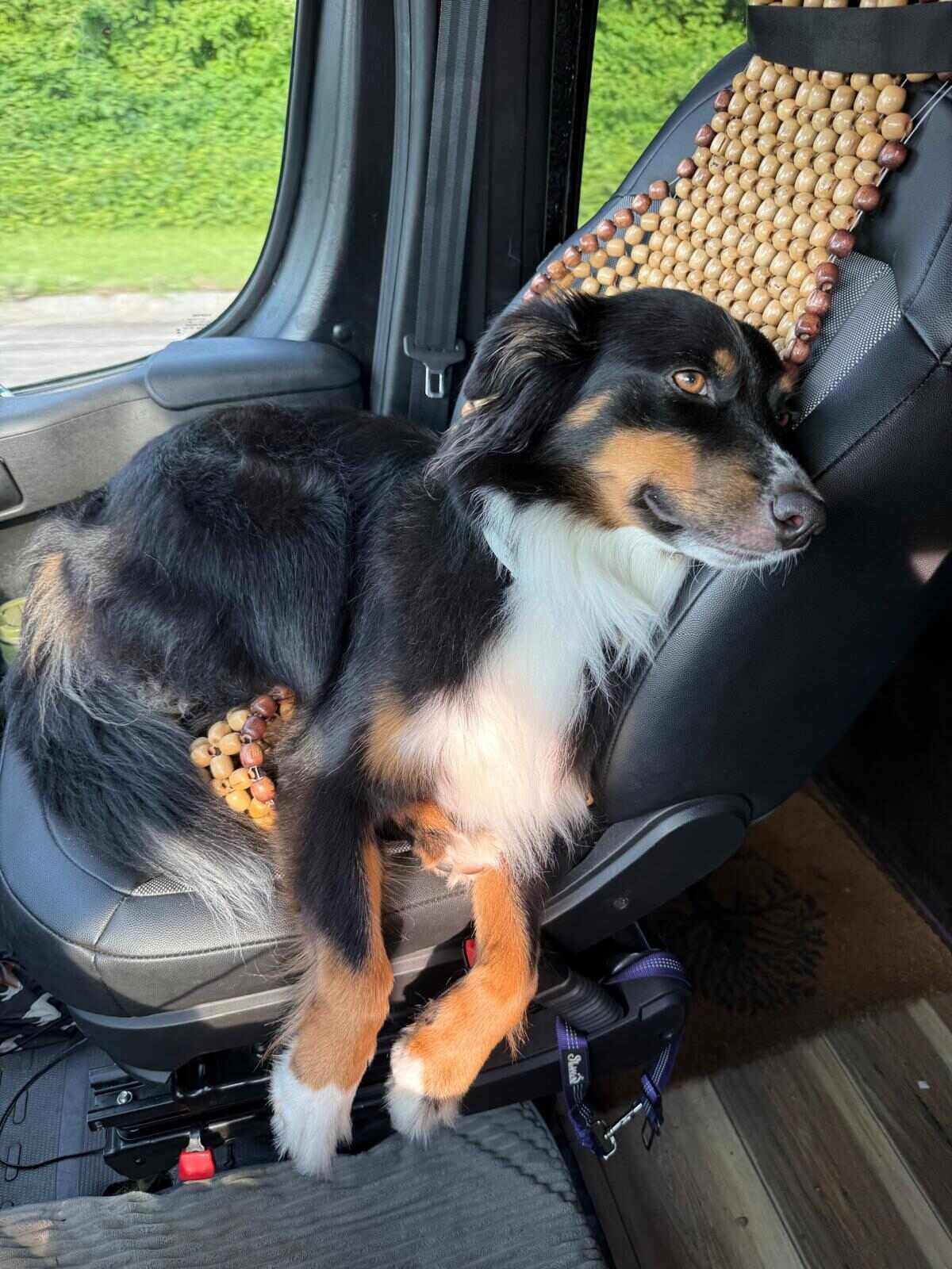An Australian Shepherd curled up comfortably in the back seat of a car, resting against a beaded seat cover and looking out the window