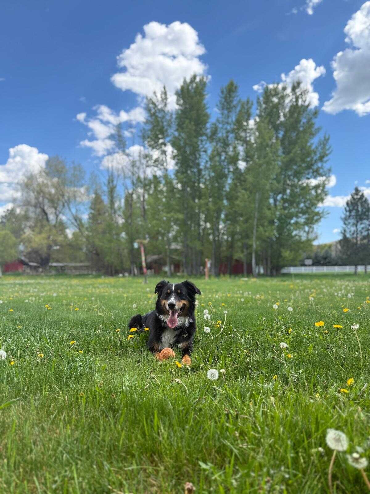 An Australian Shepherd lying alert in a grassy meadow full of dandelions, ears perked toward something in the distance