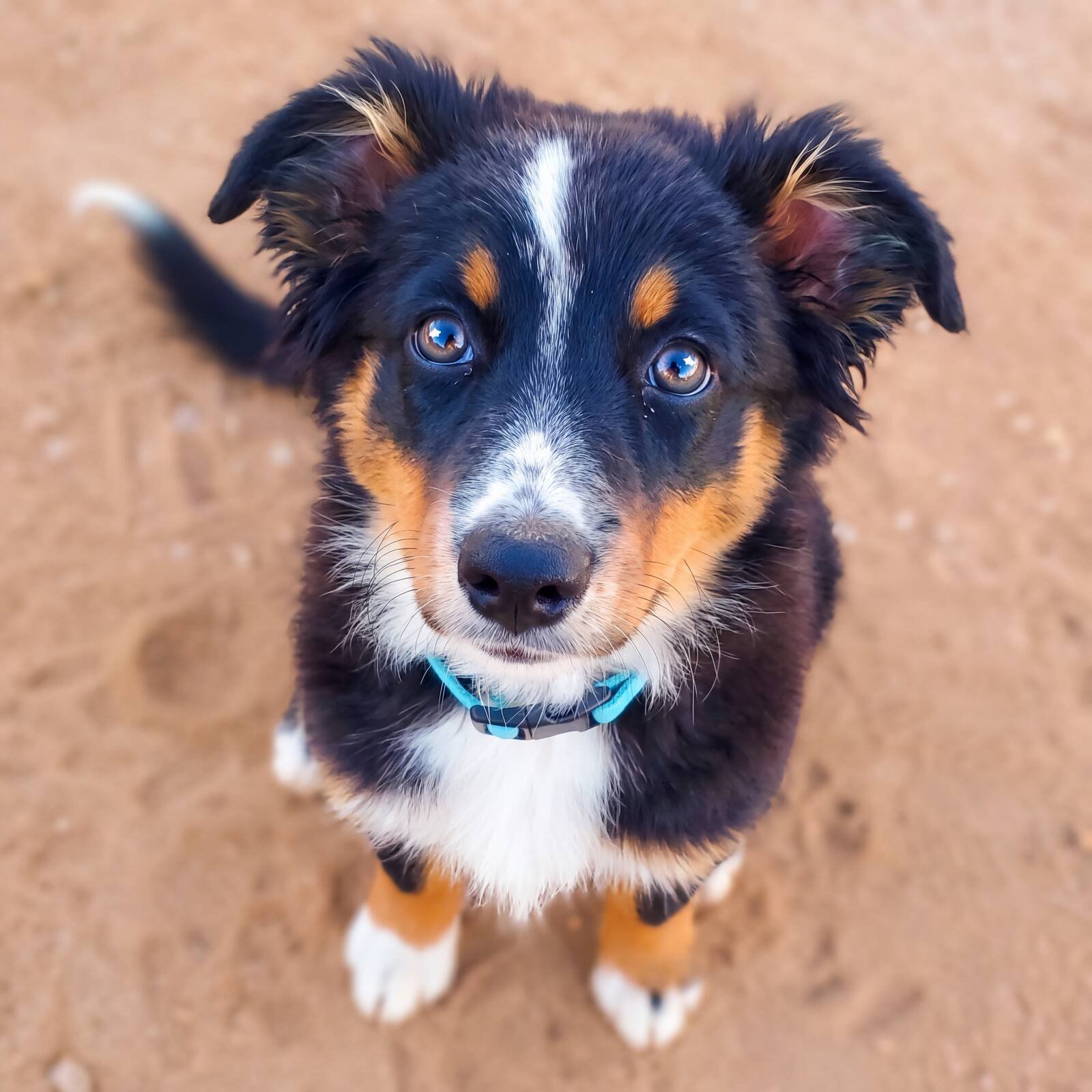 Close-up of an Australian Shepherd puppy looking up with soulful eyes, sitting on sandy ground