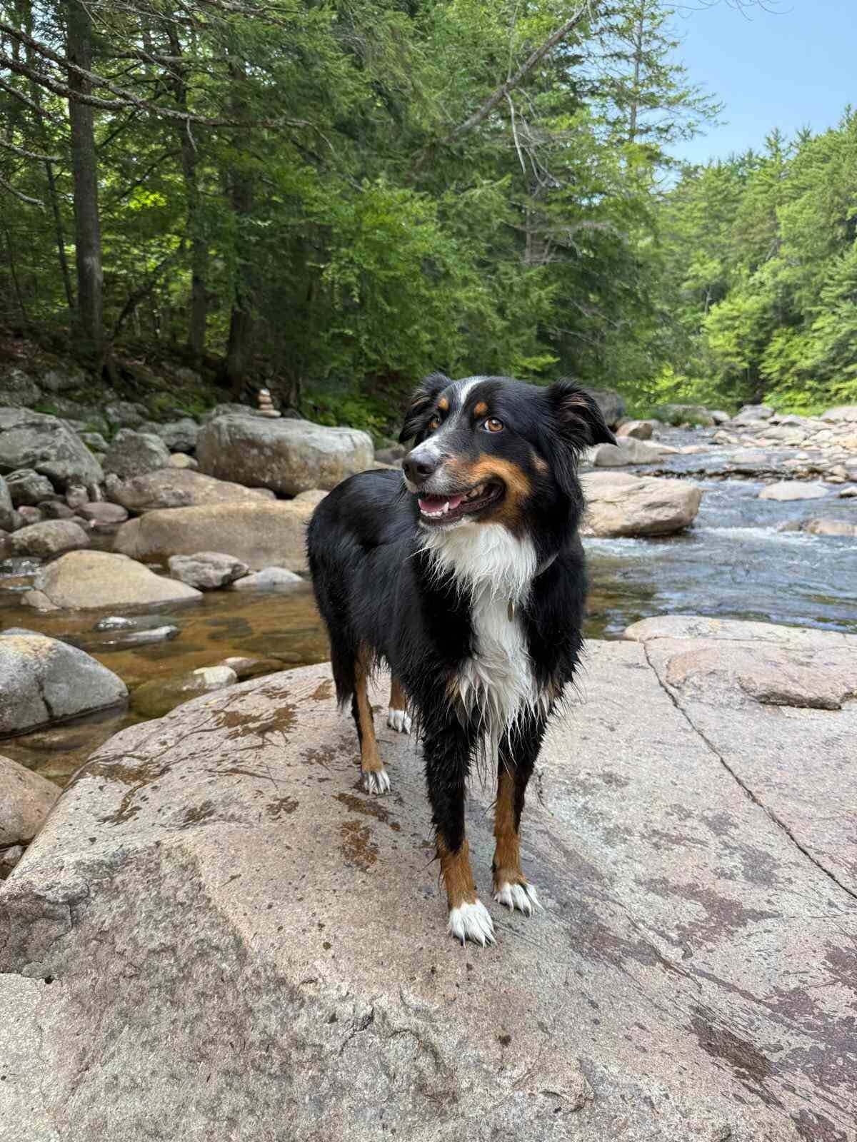 An Australian Shepherd standing on a rock in a forest stream, legs and paws still wet from wading in the water