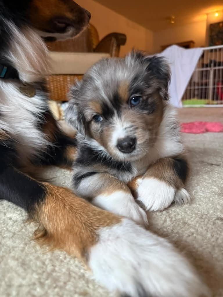 Blue merle Aussie puppy with blue eyes resting on a cream carpet indoors beside an adult dog's tan and white paws