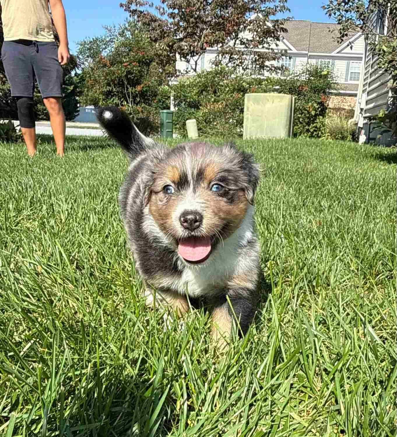 Blue merle Australian Shepherd puppy with bright blue eyes running across a sunny lawn with its tail curled up