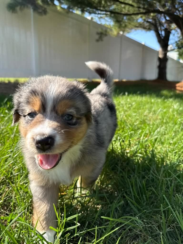 Blue merle Aussie puppy walking toward the camera through the grass in front of a white fence, pink tongue out