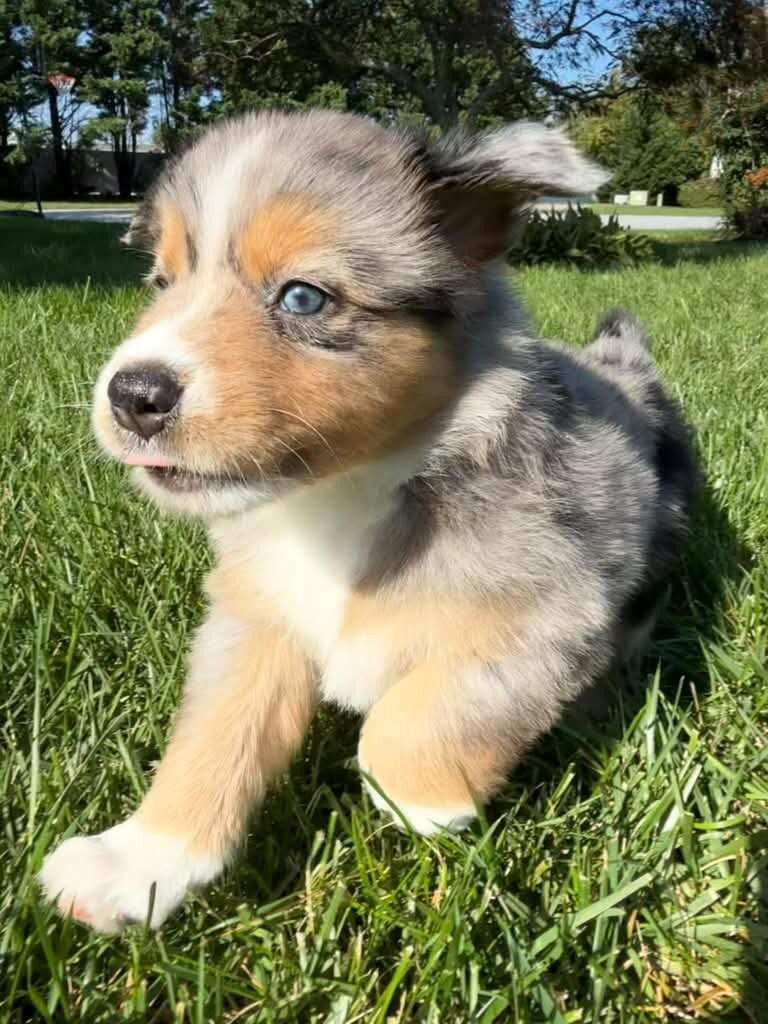 Side view of a blue merle Australian Shepherd puppy with copper markings trotting through sunlit grass, one blue eye showing