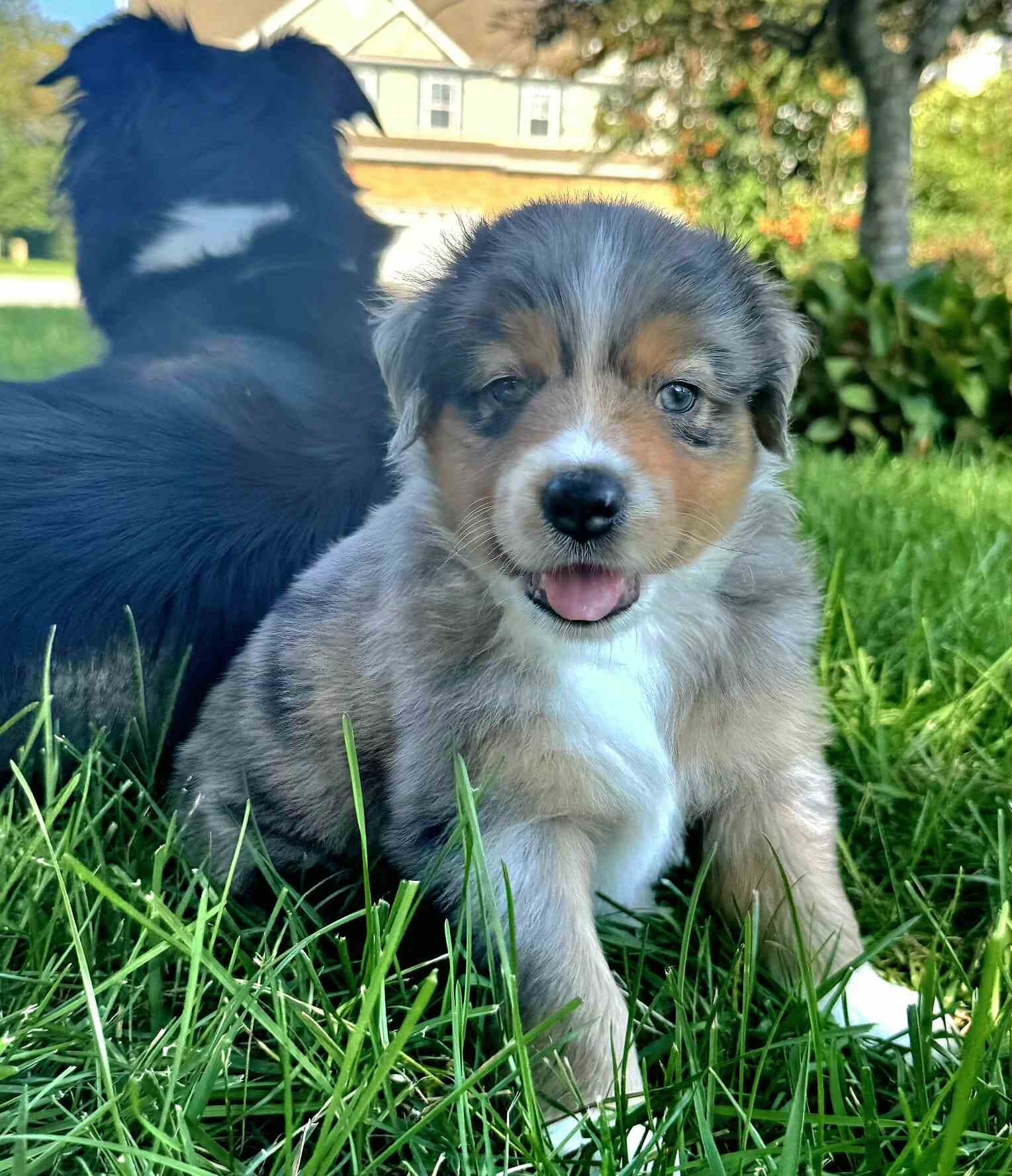 Blue merle Australian Shepherd puppy sitting in green grass and looking at the camera, with a black adult dog turned away behind it