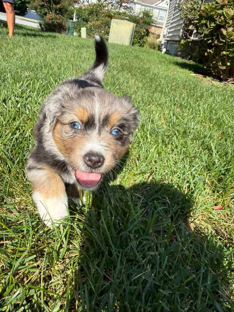 Blue merle Australian Shepherd puppy with blue eyes trotting toward the camera across a green lawn with its tongue out
