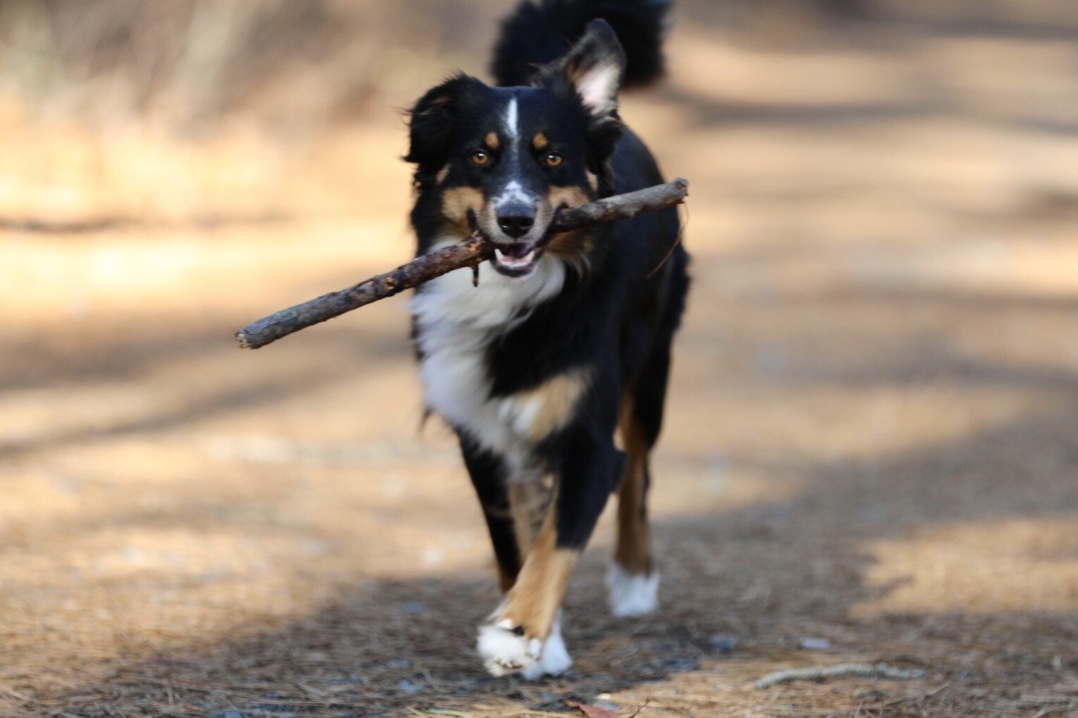 Kira trotting along an outdoor path carrying a large stick in her mouth