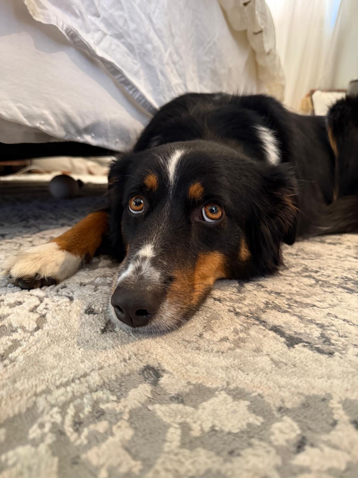 Kira resting calmly on a rug indoors, looking at the camera with a relaxed, content expression