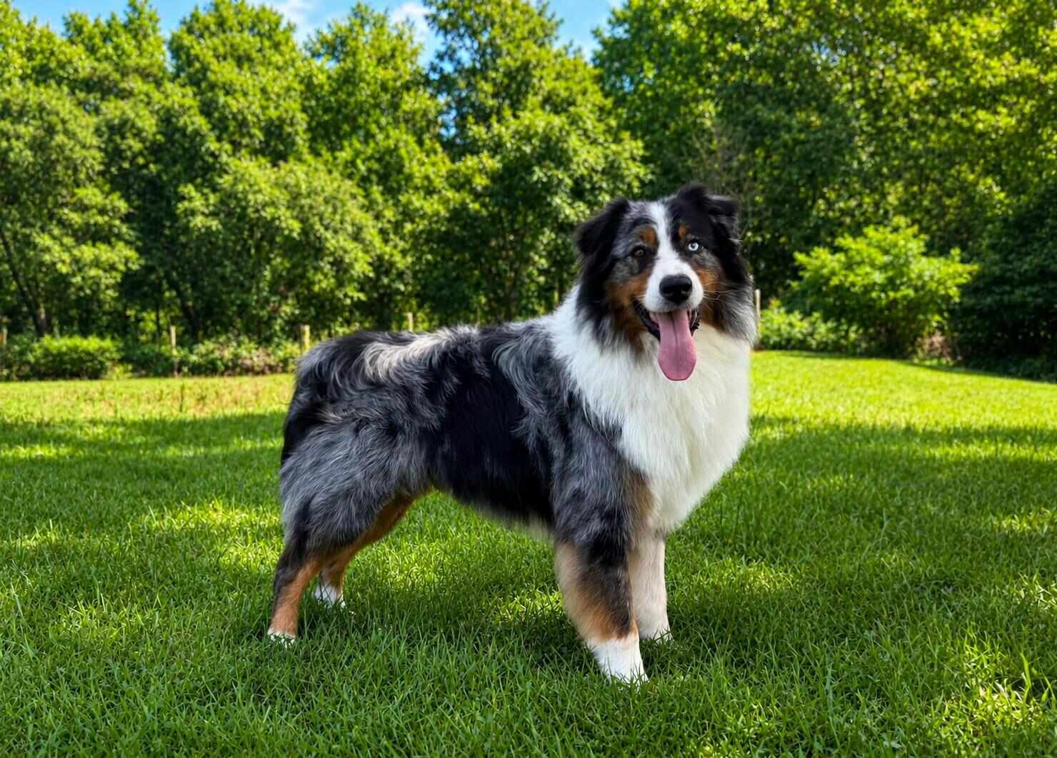 Flint, a blue merle Australian Shepherd with one brown eye and one blue eye, standing alert in a sunny field