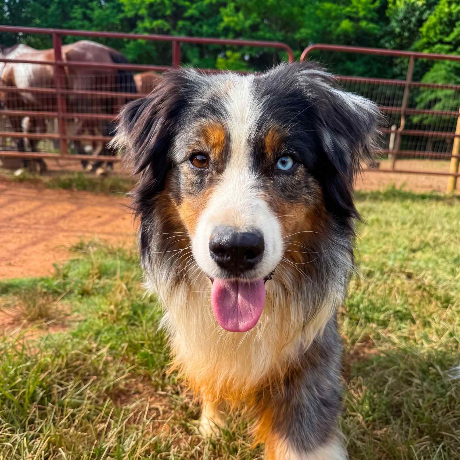 Close-up of Flint's face, tongue out and smiling, showing his striking heterochromia